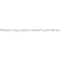 AF594 Phalloidin [equivalent to Alexa Fluor® 594 phalloidin]